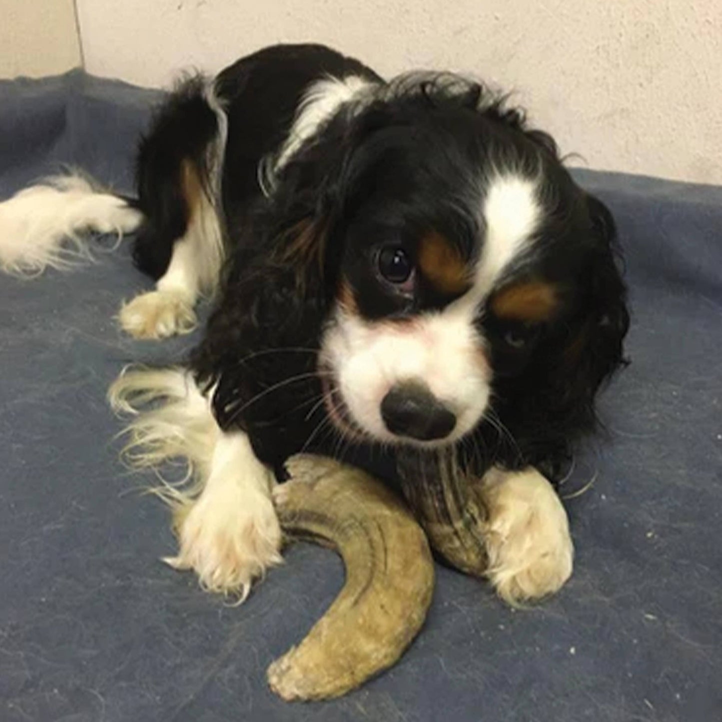 Small Lamb Horn with Marrow Dog Treat: 1-ct (Single)